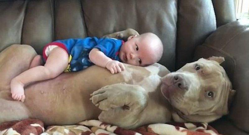 Vurdum duymaz hayvanların komik halleri 