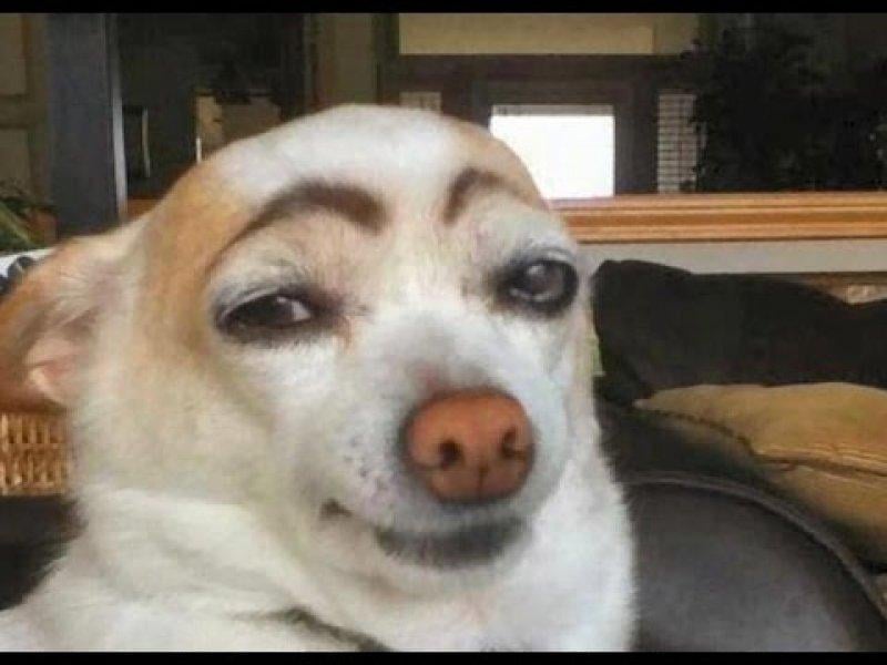 Vurdum duymaz hayvanların komik halleri 