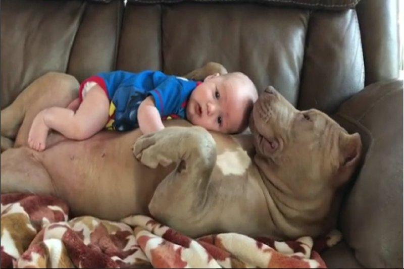 Vurdum duymaz hayvanların komik halleri 