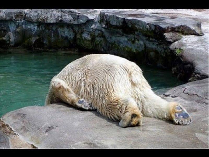 Vurdum duymaz hayvanların komik halleri 