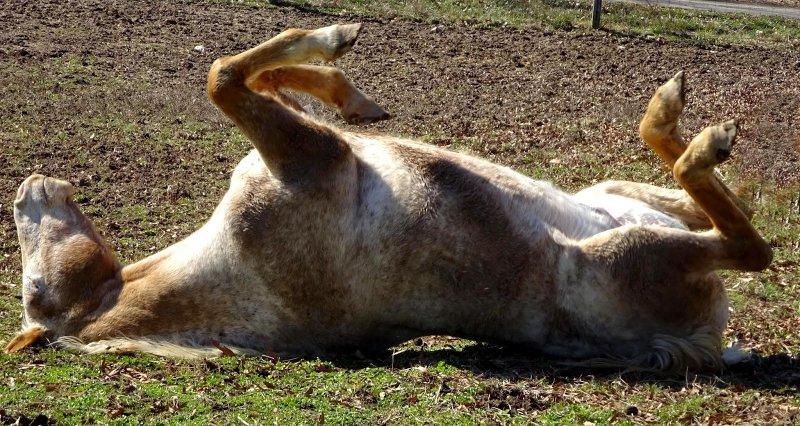 Vurdum duymaz hayvanların komik halleri 