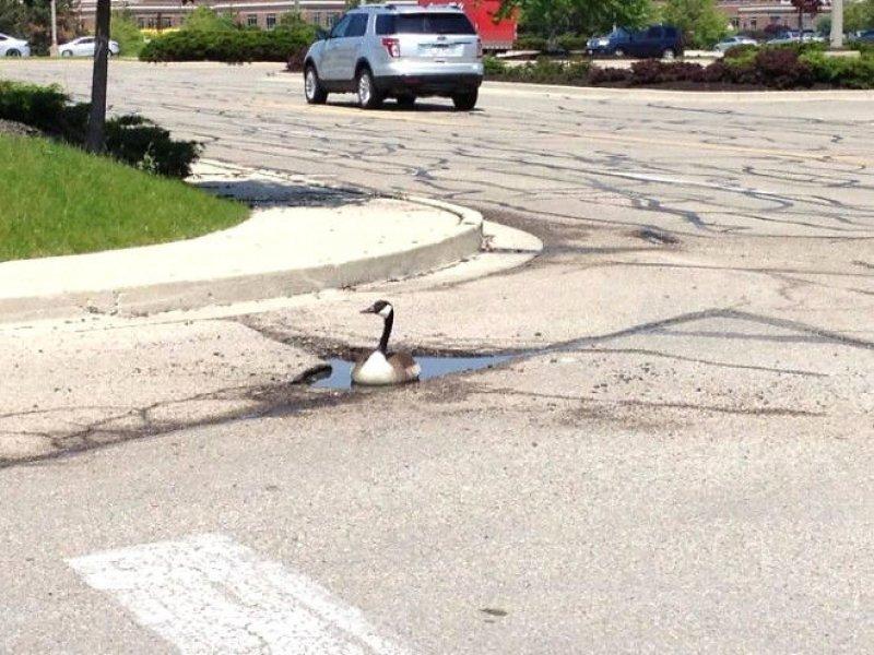 Vurdum duymaz hayvanların komik halleri 