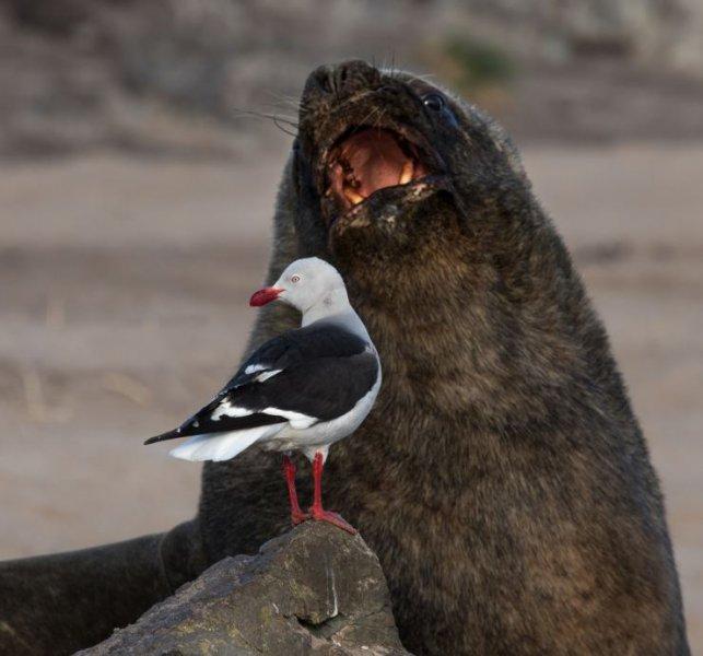 Vurdum duymaz hayvanların komik halleri 