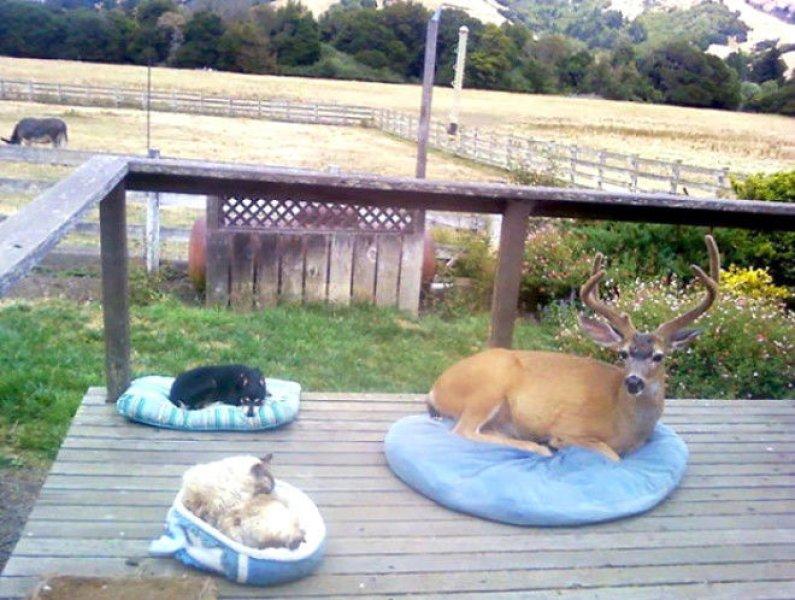 Vurdum duymaz hayvanların komik halleri 