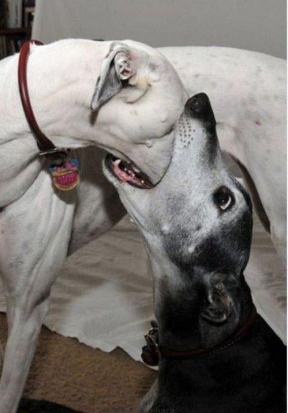 Vurdum duymaz hayvanların komik halleri 