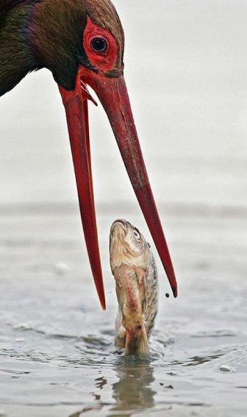 Kuşların komik ve doğal halleri 