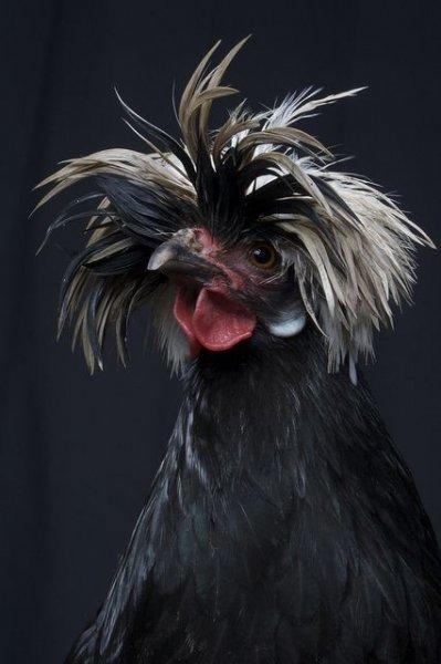 Kuşların komik ve doğal halleri 