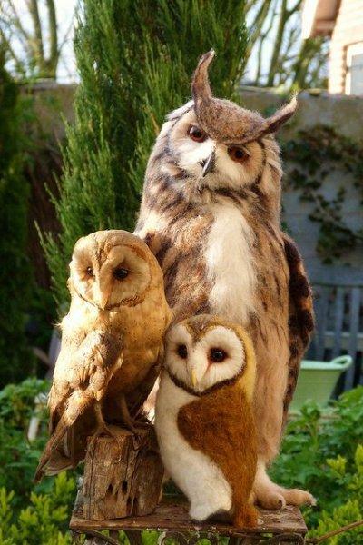 Kuşların komik ve doğal halleri 