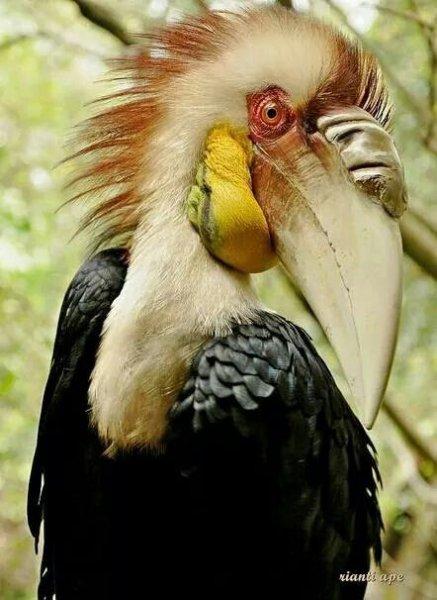 Kuşların komik ve doğal halleri 