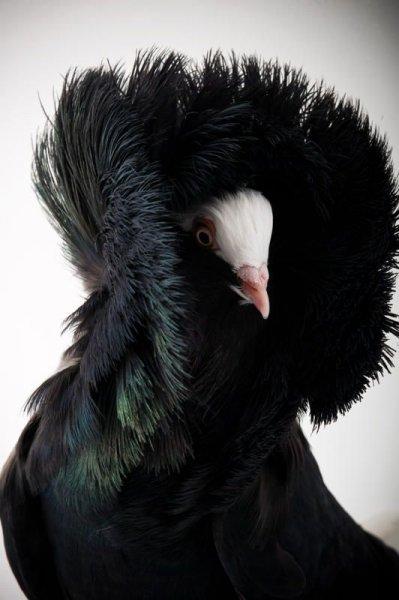 Kuşların komik ve doğal halleri 