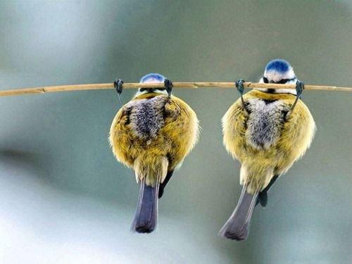 Kuşların komik ve doğal halleri 