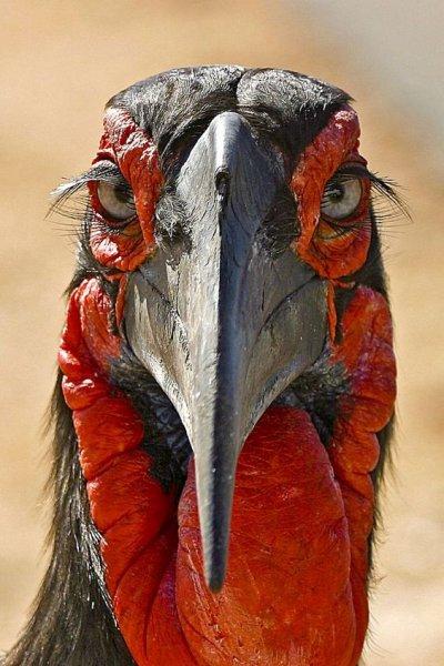 Kuşların komik ve doğal halleri 