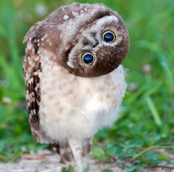 Kuşların komik ve doğal halleri 