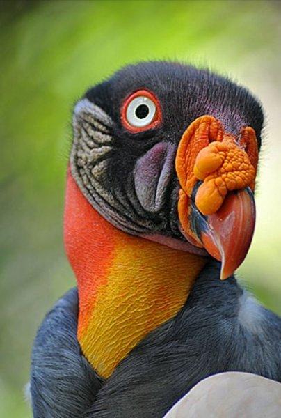 Kuşların komik ve doğal halleri 