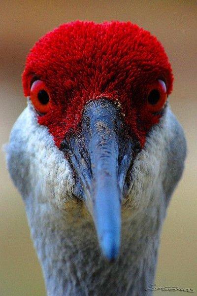 Kuşların komik ve doğal halleri 