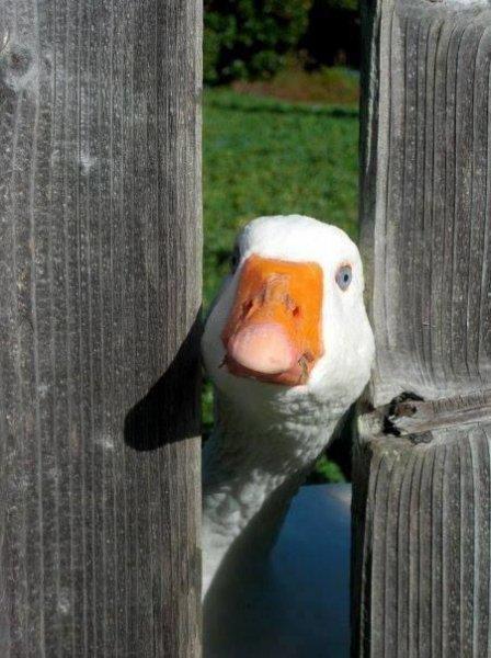 Kuşların komik ve doğal halleri 