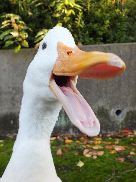 Kuşların komik ve doğal halleri 