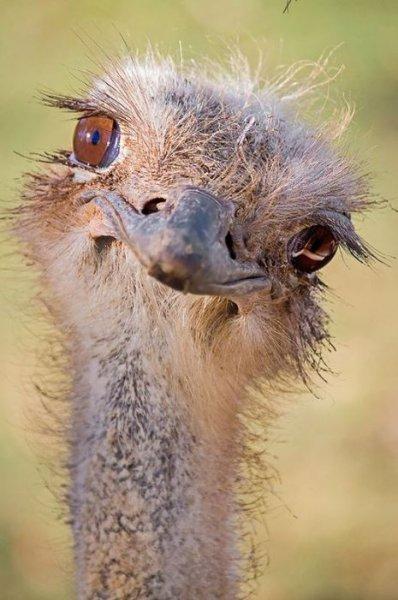 Kuşların komik ve doğal halleri 