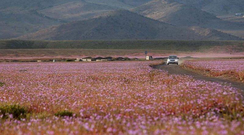 Dünyanın en kuru çölü çiçek açtı