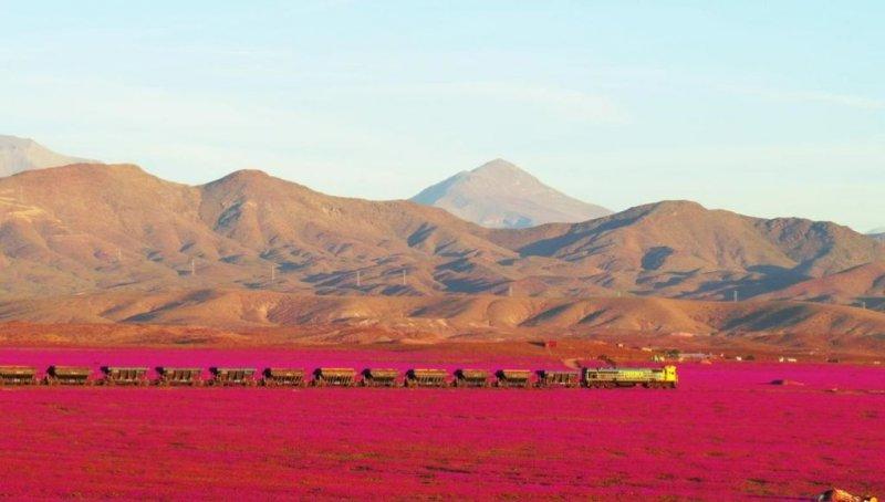 Dünyanın en kuru çölü çiçek açtı