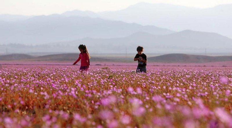 Dünyanın en kuru çölü çiçek açtı