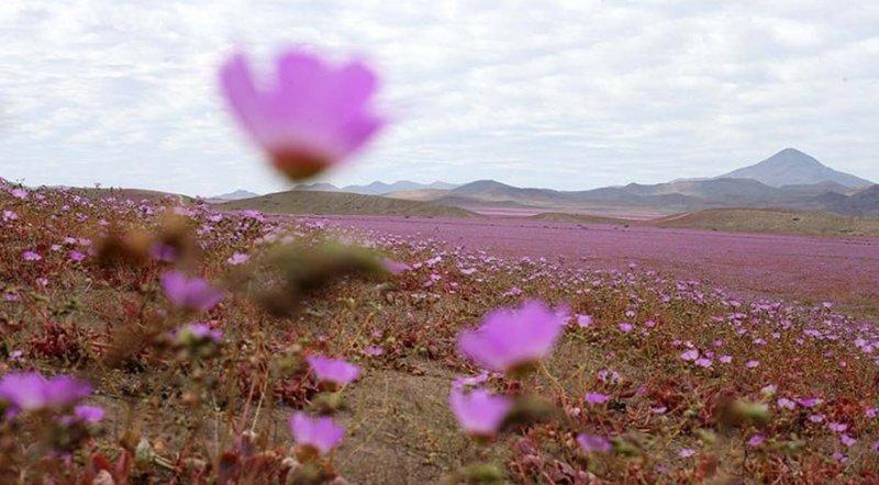 Dünyanın en kuru çölü çiçek açtı