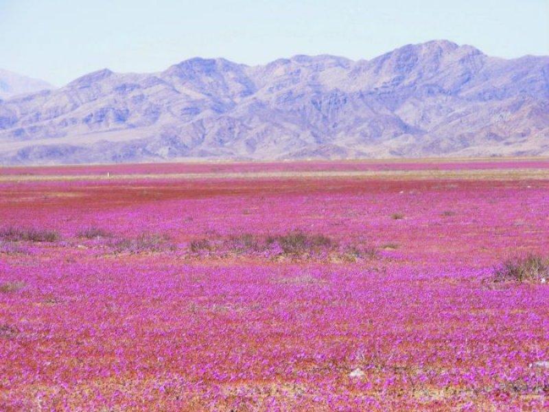 Dünyanın en kuru çölü çiçek açtı