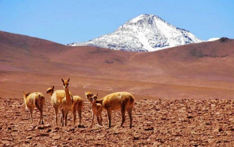 Dünyanın en kuru çölü çiçek açtı