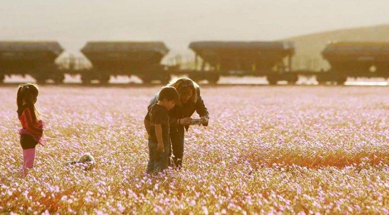 Dünyanın en kuru çölü çiçek açtı