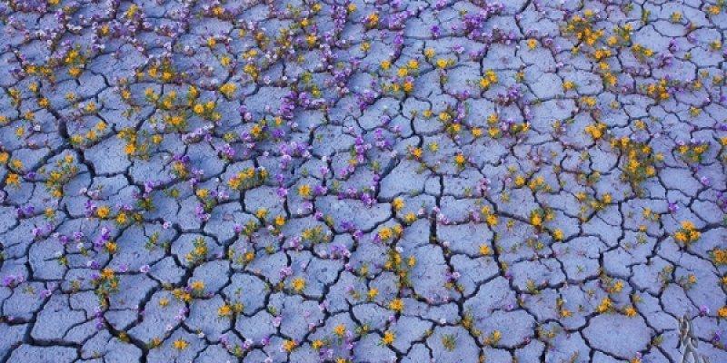 Dünyanın en kuru çölü çiçek açtı
