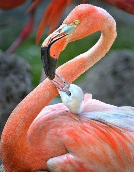 Uzun ve ince bacaklı muhteşem kuş: Flamingo