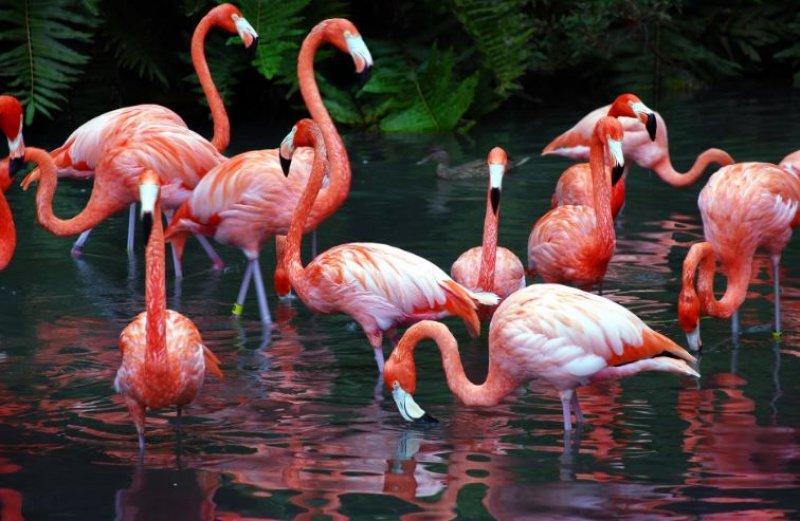 Uzun ve ince bacaklı muhteşem kuş: Flamingo