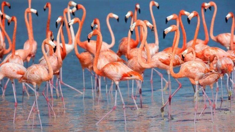 Uzun ve ince bacaklı muhteşem kuş: Flamingo