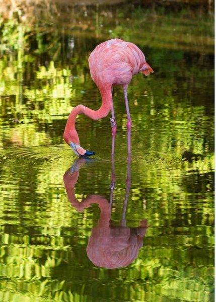 Uzun ve ince bacaklı muhteşem kuş: Flamingo