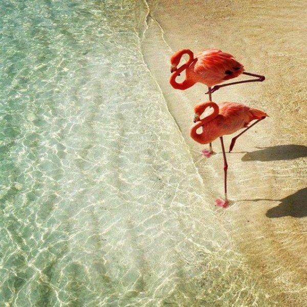 Uzun ve ince bacaklı muhteşem kuş: Flamingo