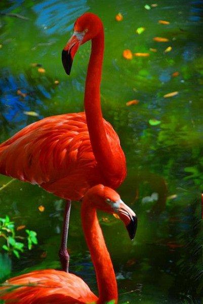 Uzun ve ince bacaklı muhteşem kuş: Flamingo