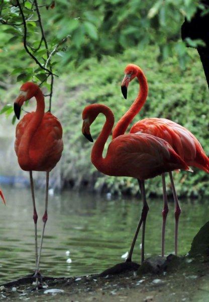 Uzun ve ince bacaklı muhteşem kuş: Flamingo