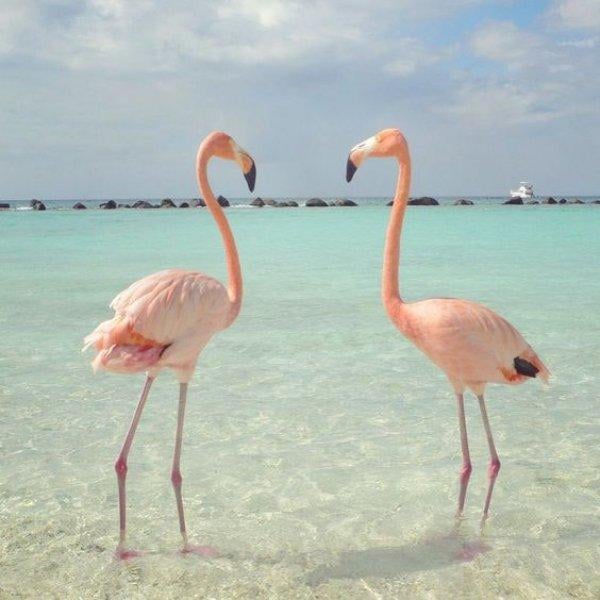 Uzun ve ince bacaklı muhteşem kuş: Flamingo