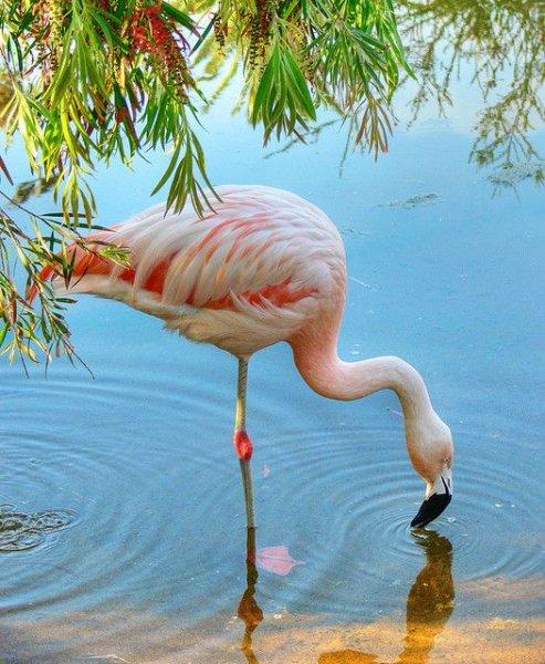 Uzun ve ince bacaklı muhteşem kuş: Flamingo