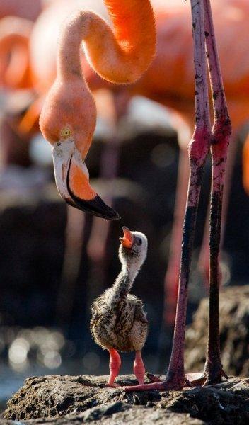 Uzun ve ince bacaklı muhteşem kuş: Flamingo