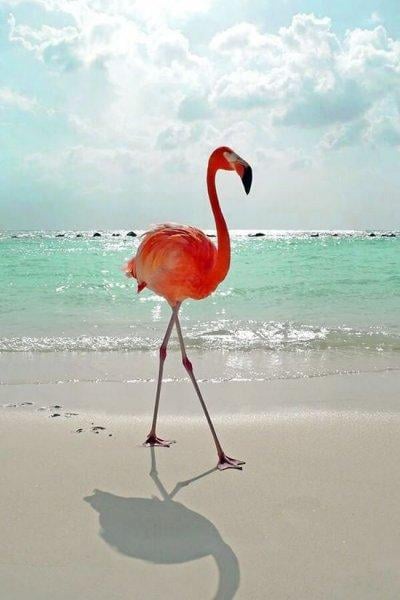 Uzun ve ince bacaklı muhteşem kuş: Flamingo