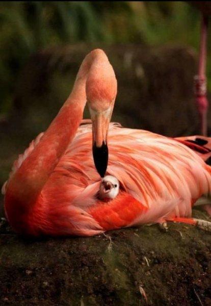 Uzun ve ince bacaklı muhteşem kuş: Flamingo