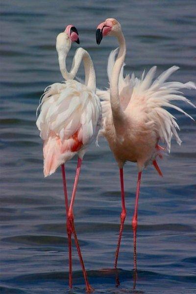 Uzun ve ince bacaklı muhteşem kuş: Flamingo