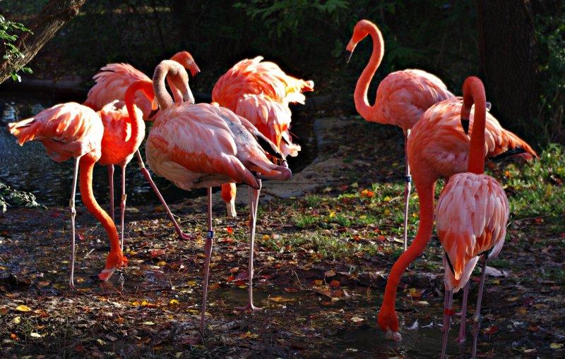 Uzun ve ince bacaklı muhteşem kuş: Flamingo