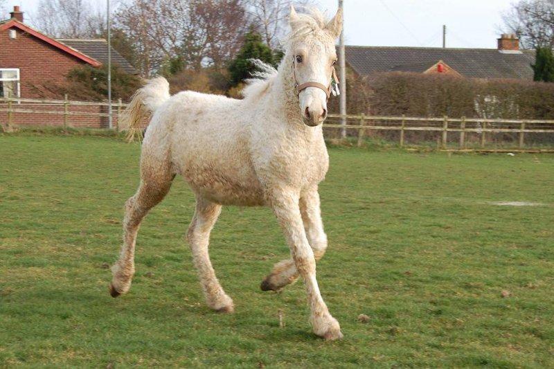 Dünya'da nadir bilinen 10 at cinsi