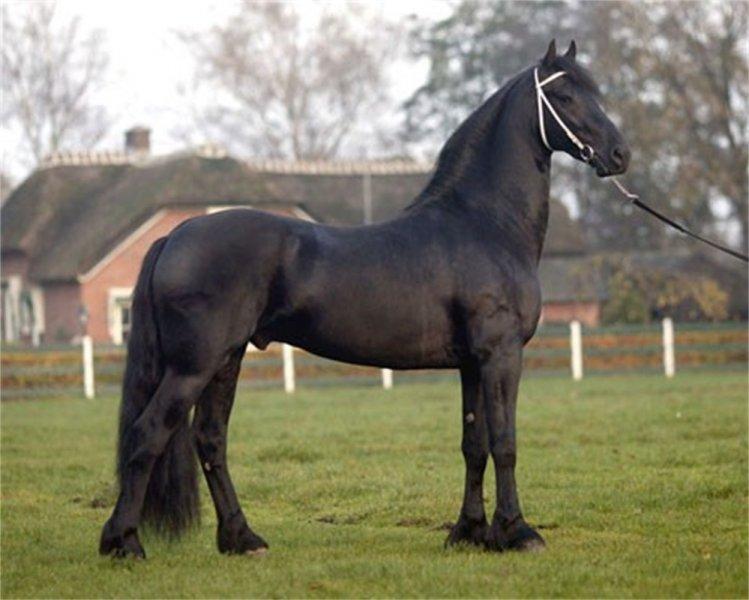 Dünya'da nadir bilinen 10 at cinsi