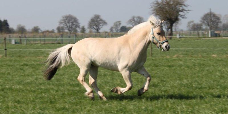 Dünya'da nadir bilinen 10 at cinsi