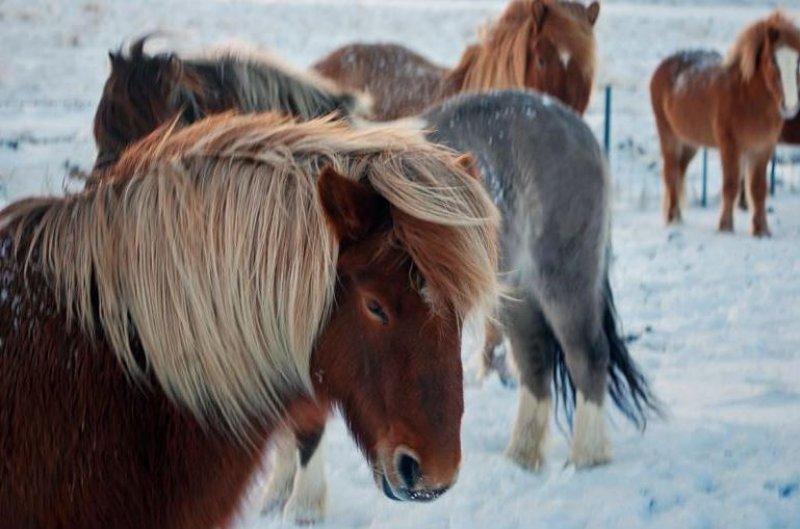 Dünya'da nadir bilinen 10 at cinsi
