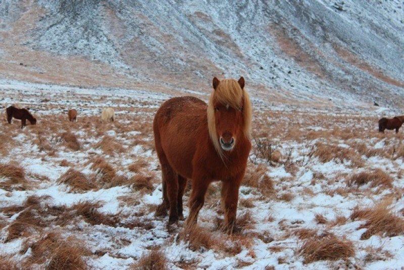 Dünya'da nadir bilinen 10 at cinsi