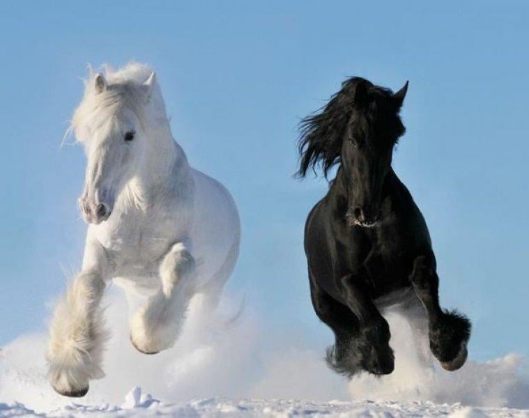 Dünya'da nadir bilinen 10 at cinsi